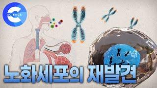 노화세포의 놀라운 재발견 | 지식채널e