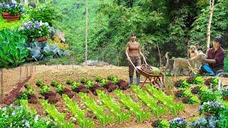 Build a Bushcraft Garden by the Stream and Harvest ginger, taro, papaya and cook | Ana Bushcraft