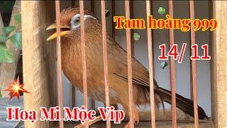 [ 14/ 11 ] Ngọc Lạng Sơn  Hoạ mi mộc tam hoàng vàng 999 - Mộc bộ khủng 70gam- chất lượng cao: