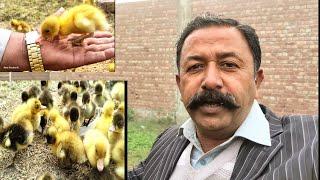 Baby Duck  #day5 | Two Ducklings Died Under His Feet | Rana Shoukat Ali