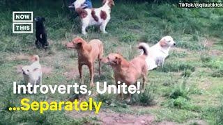 Shy Dogs Have a Hilariously Awkward Meetup