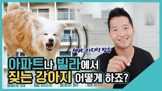 아파트나 빌라에서 짖는 강아지 어떻게 하죠?｜수밤라이브