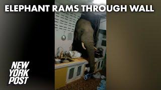 Elephant rams through kitchen wall to swipe Thai family’s food | New York Post