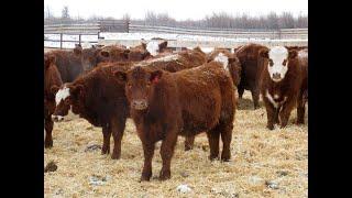 Crooked Tree Ranch (Willie & Kendra Waldner) 850# Red Angus/Red Angus X Steers