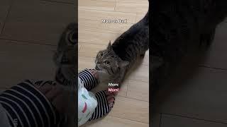 Cat's mom VS Cat's dad #shorts #cat #funny