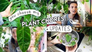 YOU Controlled My Plant Chores + Chose Houseplant Updates 