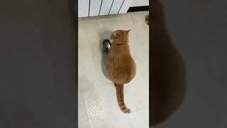 I AM HUNGRY PLEASE GIVE ME SOME FOOD | MOHIM OFFICIAL9