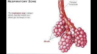 01 Anatomy Review