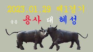 2023.01.29 청도소싸움경기장 제1경기 을종 용사 / 혜성