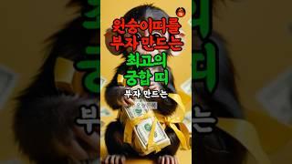 원숭이띠 재물운 최강 궁합 띠 #띠별운세 #재물운 #풍수
