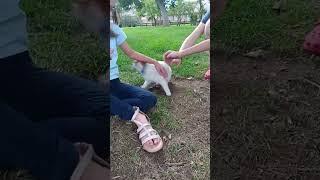 We met a cat ft. My friends and toffee :) #cat #catvideos #catshorts #meow #toffee #cute #cutecat