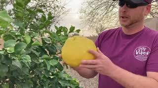 You Have To Try An Oro Blanco Grapefruit Tree!