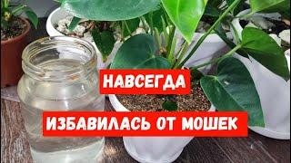 МОШКИ ИСЧЕЗНУТ НАВСЕГДА! Народное Натуральное средство от мошек для цветов и комнатных растений!