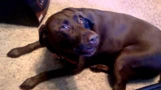 Chocolate Lab Dog Talks