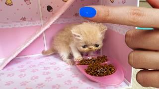 The Smallest Rescued Kitten in the World got a New Most Amazing Kittens House For Cats!