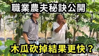 木瓜種多久要砍掉重種?砍掉木瓜結果更快?嘉義中埔鄉木瓜園實地訪問農民分享| 阿星種植