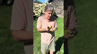Know the Fruit w/ Stephen Brooks - Paw Paw #permaculture #exoticfruittrees #foodforests #pawpaws