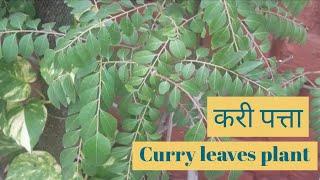 Curry leaf Plant / करी पत्ता / nature desires