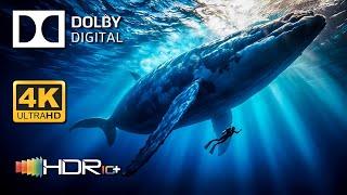 Ocean's Paradise in Dolby Vision ( 4K HDR )