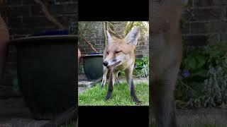 Fox cub eating super close up     #urbanfox  #wildfoxes #animals #foxs