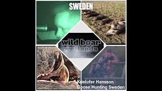 Jakt wild boars Sweden #wildboar #hunting #vildsvin #jakt #jagd #jagt #keiler