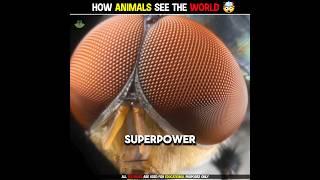 How Animals See The World  #shorts