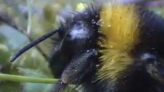 Clever Queen Bumble Bees | Sir David Attenborough's Life in the Undergrowth | BBC Studios