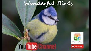 Relaxing Wonderful Birds Video • Rico Relax Sleep Music • Relaxing Music •  Stress Relief Meditation