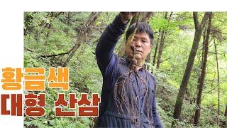 황금색을 가진 대형산삼을 만나다, 인물도 최고입니다.