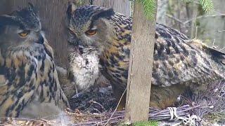 Kassikakk::Eagle Owl~Hugo brings prey!  Hanna refuses-her pantry is full~3:33 pm 2024/04/29