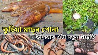 eel fish breeding new technique / ell fish breeding / how to make money by breeding eel fish