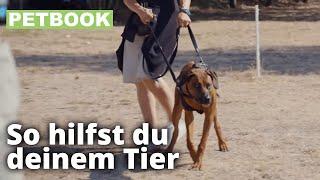 Selbstbeherrschung von Hunden trainieren | Dogschool | PETBOOK