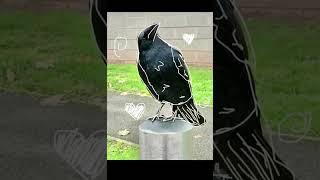 Raven/Crow wallpapers - Part 4 { #therian #antizoo #wallpaper #shorts #fyp #therianthropy #crow }