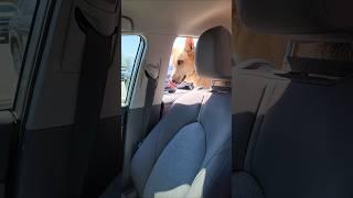 What's it like to wait for Costco gas ️ #dog #doglover #funnyanimals #costco #gas #germanshepherd