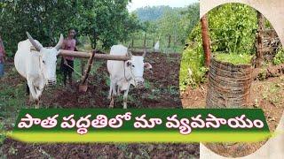 //మా పొలంలో వంగ మొక్కలు నాట్టాము//  #village farming with bulls#