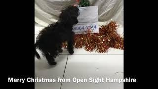 Merry Christmas from Open Sight Hampshire