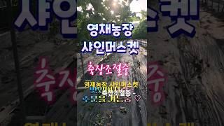 샤인머스켓 맛있어지는중