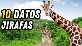 10 Datos curiosos de las Jirafas - El animal terrestre más alto del mundo