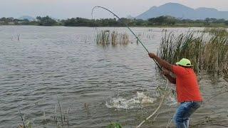 Unbelievable Very Big Cat Fish & Rohu fish Catching by Professional Fisherman|Incredble fishing