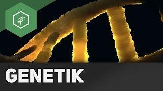 Chromosome, Gene, DNS / DNA – Grundbegriffe Genetik (veraltet)