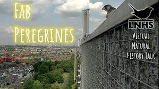 FaB Peregrines