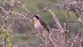 Olive Bushshrike vocalisations