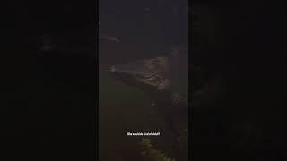 Diving with Massive Wild Alligators
