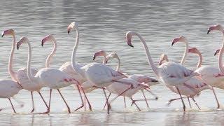 The Marching Flamingos of the Coto de Donana National Park, Spain