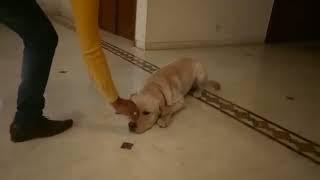 Yahan sikhe Apne Labrador ko kaise obedient Banaya Jaye