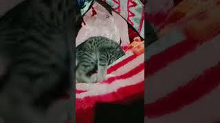 littel cat #cats #cat #funnydog #catlover #mycat #funnydogs #kitty #catcat #catlife #kitten