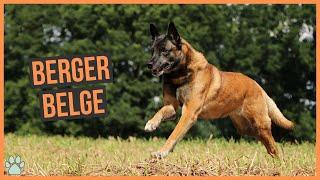 La race de chien Berger Belge