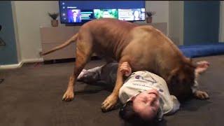 Boerboel wrestling sister gently