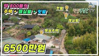 800평에 가까운 바닷가 마을 주택 + 매실밭 + 텃밭 이 모두가 6500만원