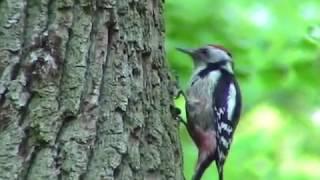 Nichtsperlingsvögel - Mittelspecht (Dendrocopus medius)  Bevorzugt in Eichenwäldern. Von KLAUS TAUX